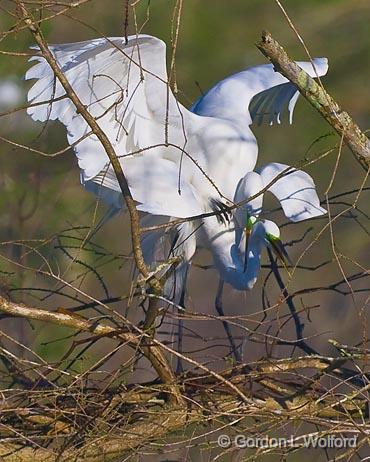 Breeding Egrets_45558.jpg - Great Egret (Ardea alba)Photographed at Lake Martin near Breaux Bridge, Louisiana, USA.